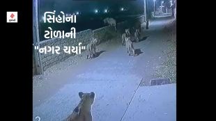 lion video viral, Gujarat lion video, lions in Gujarat, lions walking on street