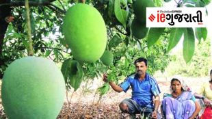 Gujarat Rabi crops damage