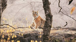 Tiger Project 50 years