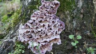Doctors drained out the pus and a sent a sample for testing to the "WHO Collaborating Centre for Reference & Research on Fungi of Medical Importance", where he was diagnosed with Chondrostereum purpureum. (Source: Wikimedia Commons)