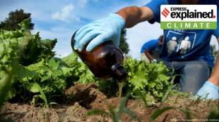 Researchers say we shouldn't just dump our business in the toilets and forget it. They suggest using it to grow food. (Martin Szczepanski/ Rich Earth Institute)