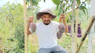 Pragyan Chakma with Miyazaki mango