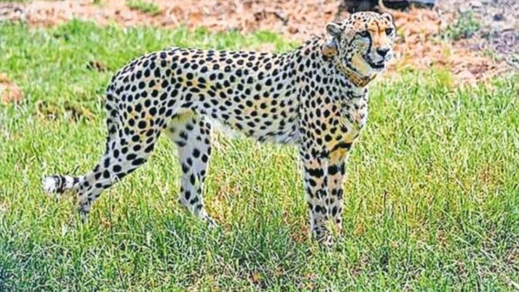 Namibian researchers say cheetahs may fan out into the larger Kuno landscape, dotted by 169 villages. File