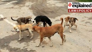 dog attack | Gujarat | parag desai