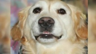 Man Bites Dog, Police Dog, sniffer dog, Drunk man bites dog