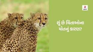 Cheetah death | kuno national park | cheetah death reason | Cheetah death news