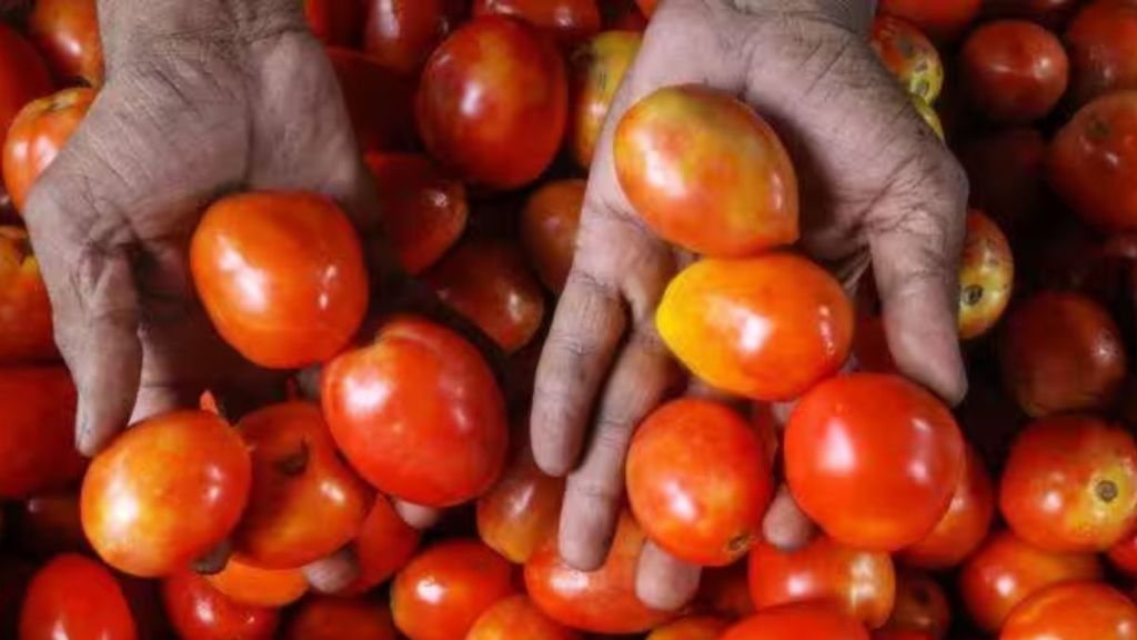 Tomato Price | Tomato | import | export | Nepal | India