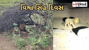 World Lion Day | gir abhayaranya | gujarat | History