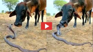 cow and cobra snake viral video