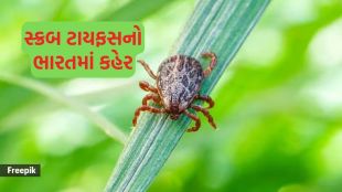 Scrub Typhus. Scrub Typhus Symptoms. Scrub Typhus Treatment