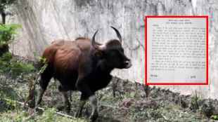 bull raped the buffalo - UP - Kaushambi