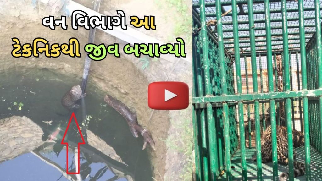 jafrabad Leopard Rescue Video