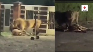 Gir Lion video | Gir Lion Killed Cow Viral Video | Gir Lion Video Viral | Amreli Lion Video