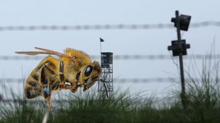 border | BSF |