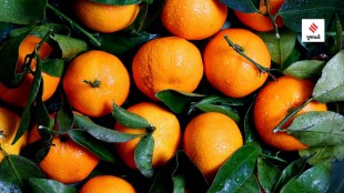 can we eat orange in winter orange benefits health tips gujarati news