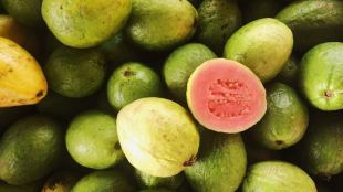 health benefits of guava winter diet health tips gujarati news