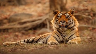 childrens day | 18 navember | Tiger | India national animal | Tiger Is India national animal | Bengal Tigr