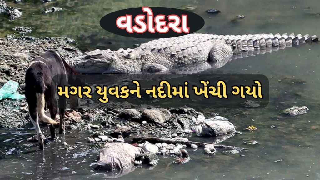 Crocodile attack Vadodara vishwamitri river