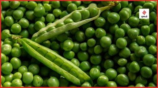 green peas nutrition profile benefits winter vegetables health tips gujarati news