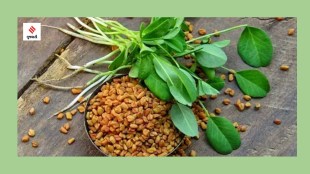fenugreek leaves benefits health tips gujarati news