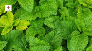 pudina mint leaves health benefits of pudina fudina na fayda health tips gujarati news