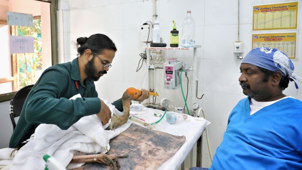 Uttarayan makar sankranti 2024