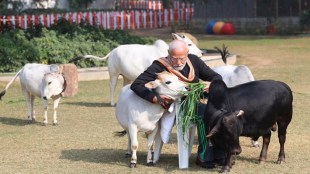 makar sankranti 2024, pm narendra modi feeds cows, pm narendra modi