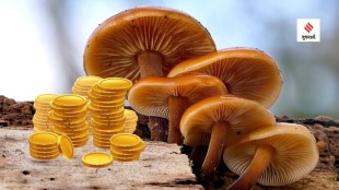 mushroom | gold from mushroom | gold | gold coin