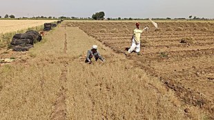 Gujarat Cumin Production and Price 2023-24