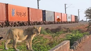 Lion dies hit by train
