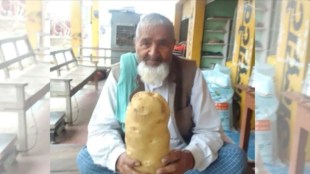 Bigest potatoes Farrukhabad