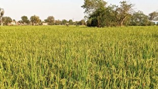 Gujarat sowing of Dangar in Summer