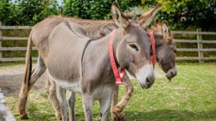 Donkey Milk
