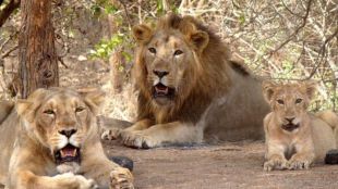 world lion day 2024, world lion day