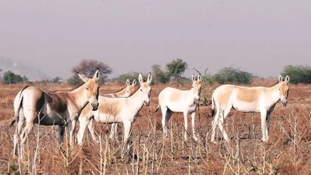 Gujarat Wild Asses Ghudkhar Census