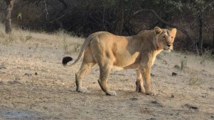 Lion Dead Body Found in Jamnagar