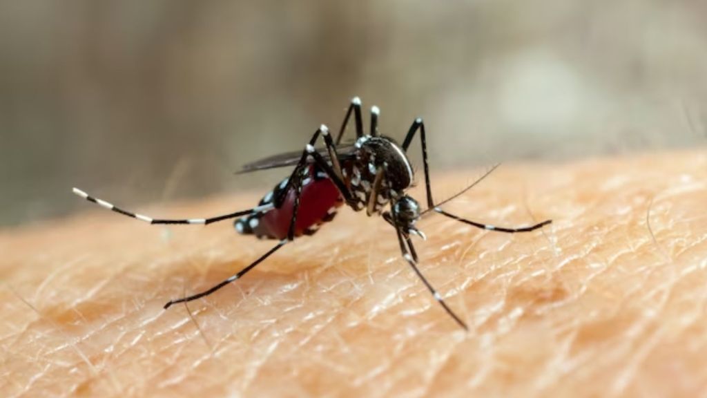 dengue Fever