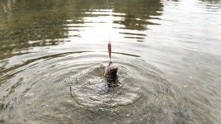 dip in water