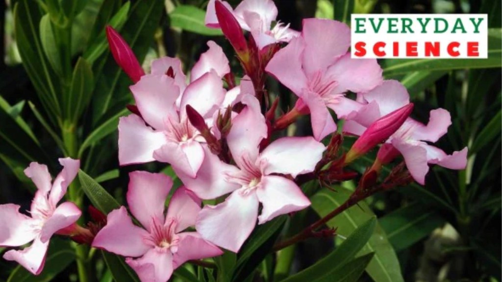 oleander flowers