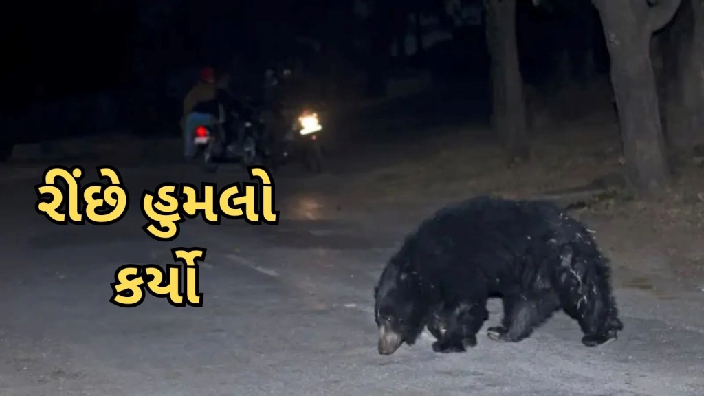 Chota Udaipur Bear attack