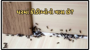 Remedy for ants