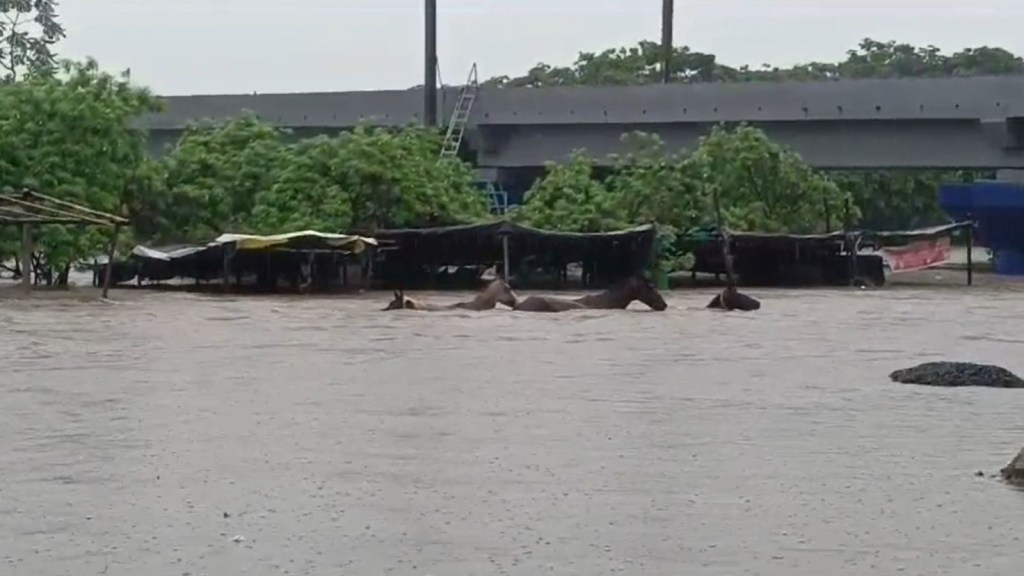 Gujarat Heavy Rain - 5