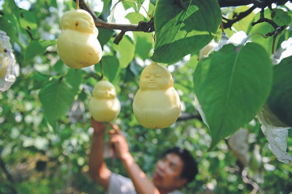 10 Most Expensive Fruits | Worlds 10 most expensive fruits name and price | Worlds 10 most expensive fruits | Fruits