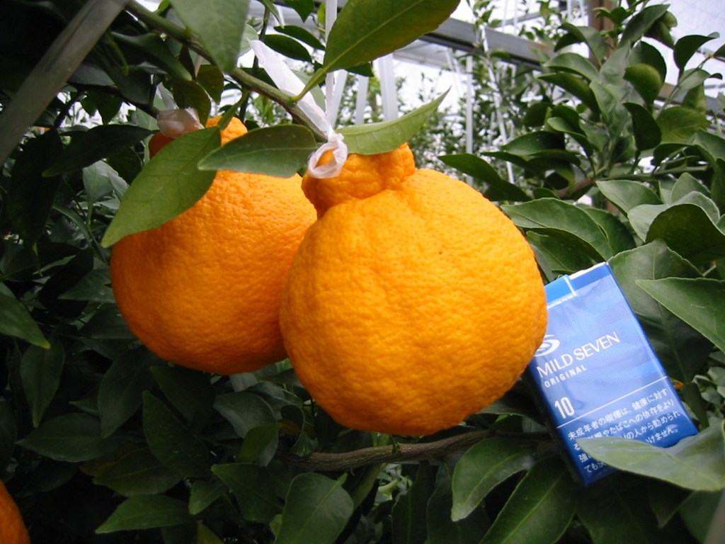 10 Most Expensive Fruits | Worlds 10 most expensive fruits name and price | Worlds 10 most expensive fruits | Fruits
