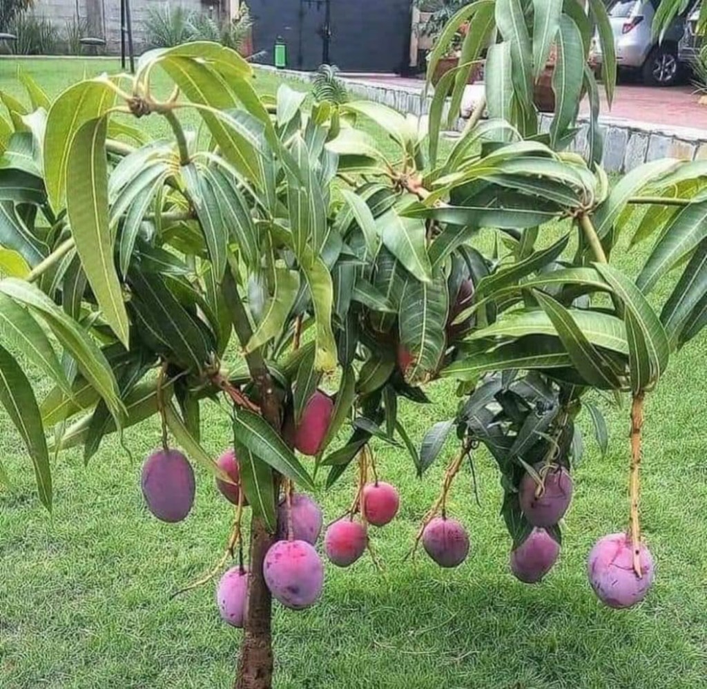 10 Most Expensive Fruits | Worlds 10 most expensive fruits name and price | Worlds 10 most expensive fruits | Fruits