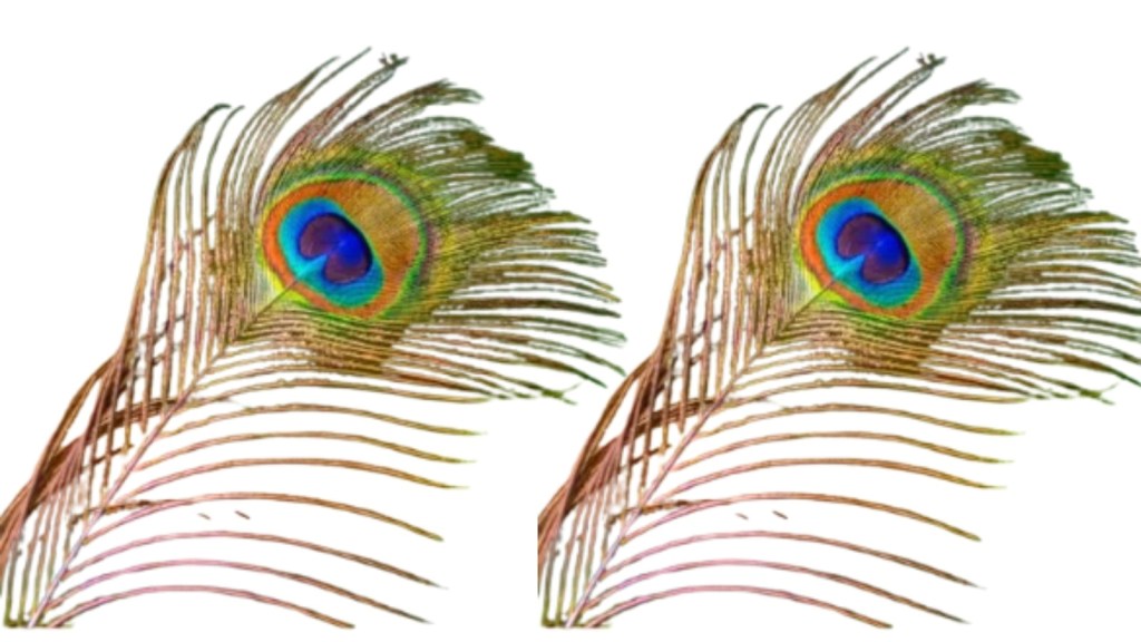 (તસવીર: સોશિયલ મીડિયા)