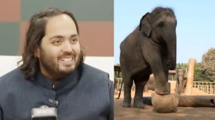 forest elephants, Vantara, wildlife rescue centers,