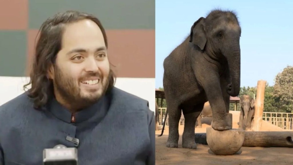 forest elephants, Vantara, wildlife rescue centers,