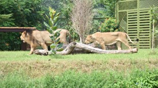 Gir Forest, Jungle Safari, Gujarat Forest Department,