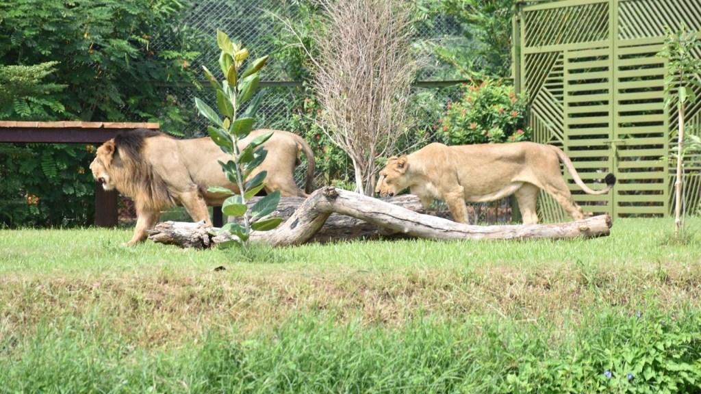 Gir Forest, Jungle Safari, Gujarat Forest Department,